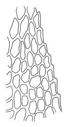 Amblystegium varium, mid laminal cells at margin. Drawn from L. Visch s.n., 13 Jan. 1974, CHR 539419.
 Image: R.C. Wagstaff © Landcare Research 2014 